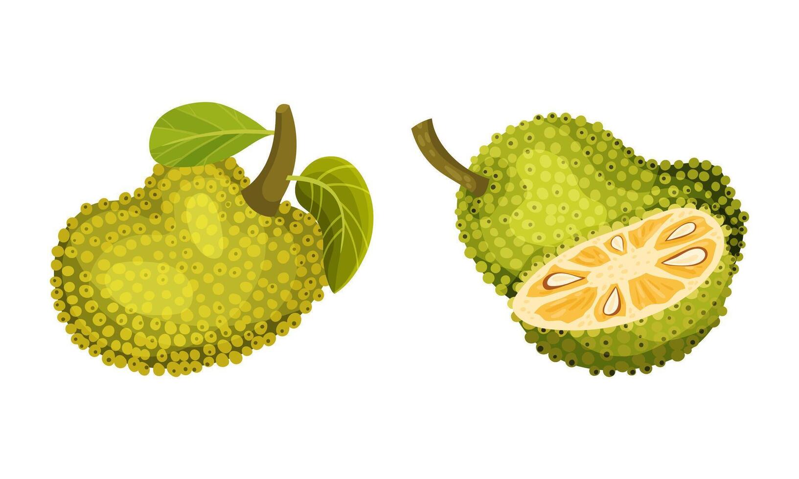Jackfruit exotic tropical plant. Ripe sweet green delicious fruit illustration vector