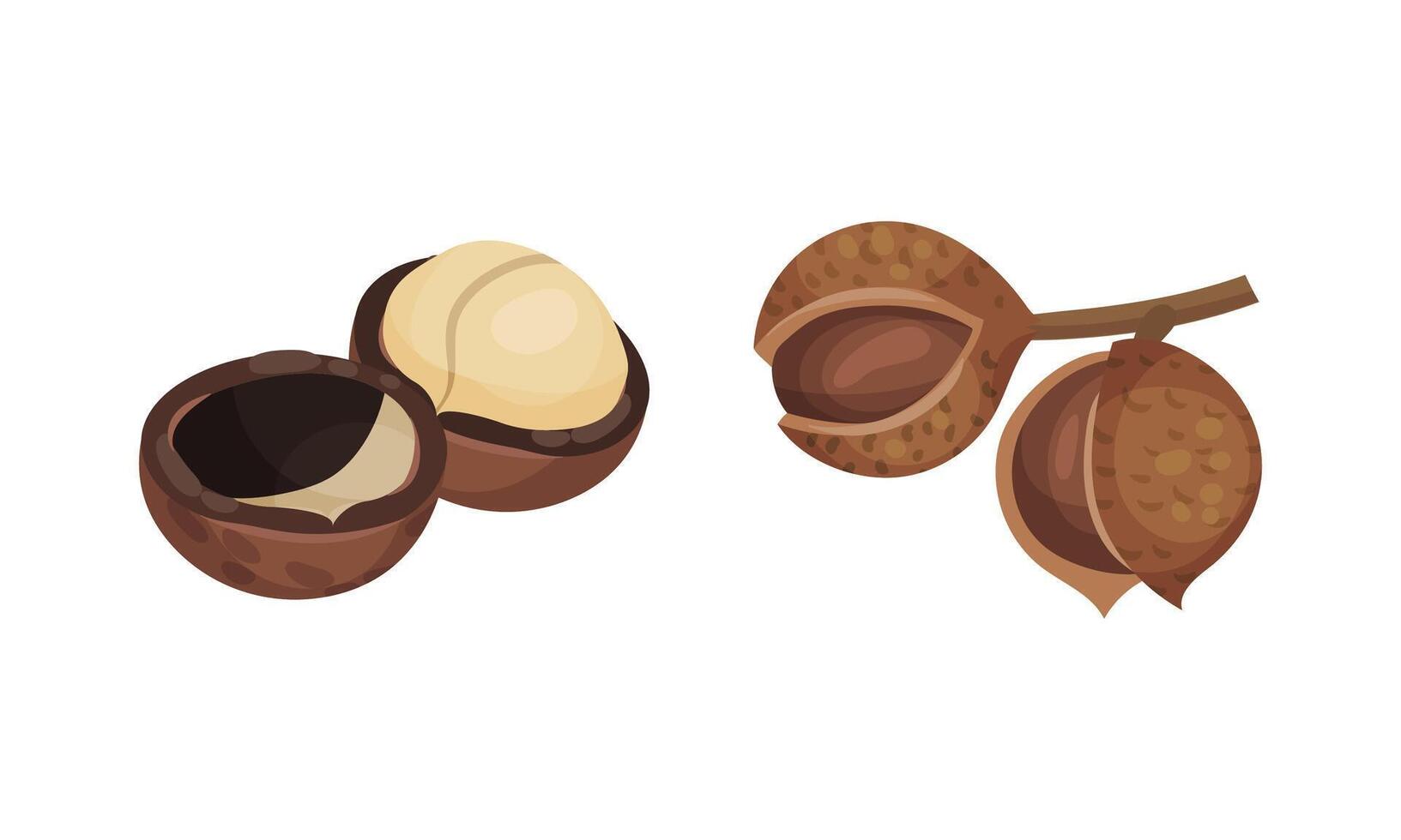 Macadamia nuts set. Organic healthy natural product illustration vector