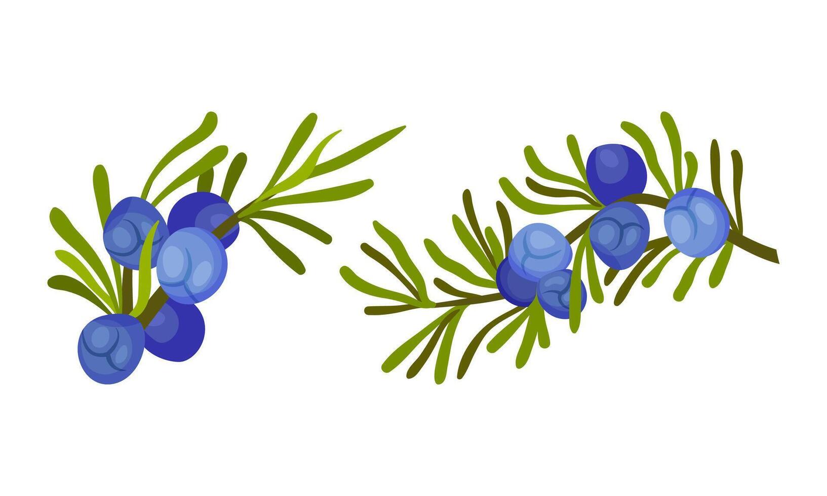 Juniper berry sprigs with green narrow leaves and berries set. Cosmetics and medical herbal plant illustration vector