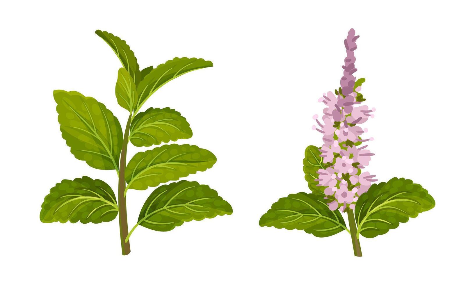Blooming mint twigs, peppermint fresh herb plant illustration vector