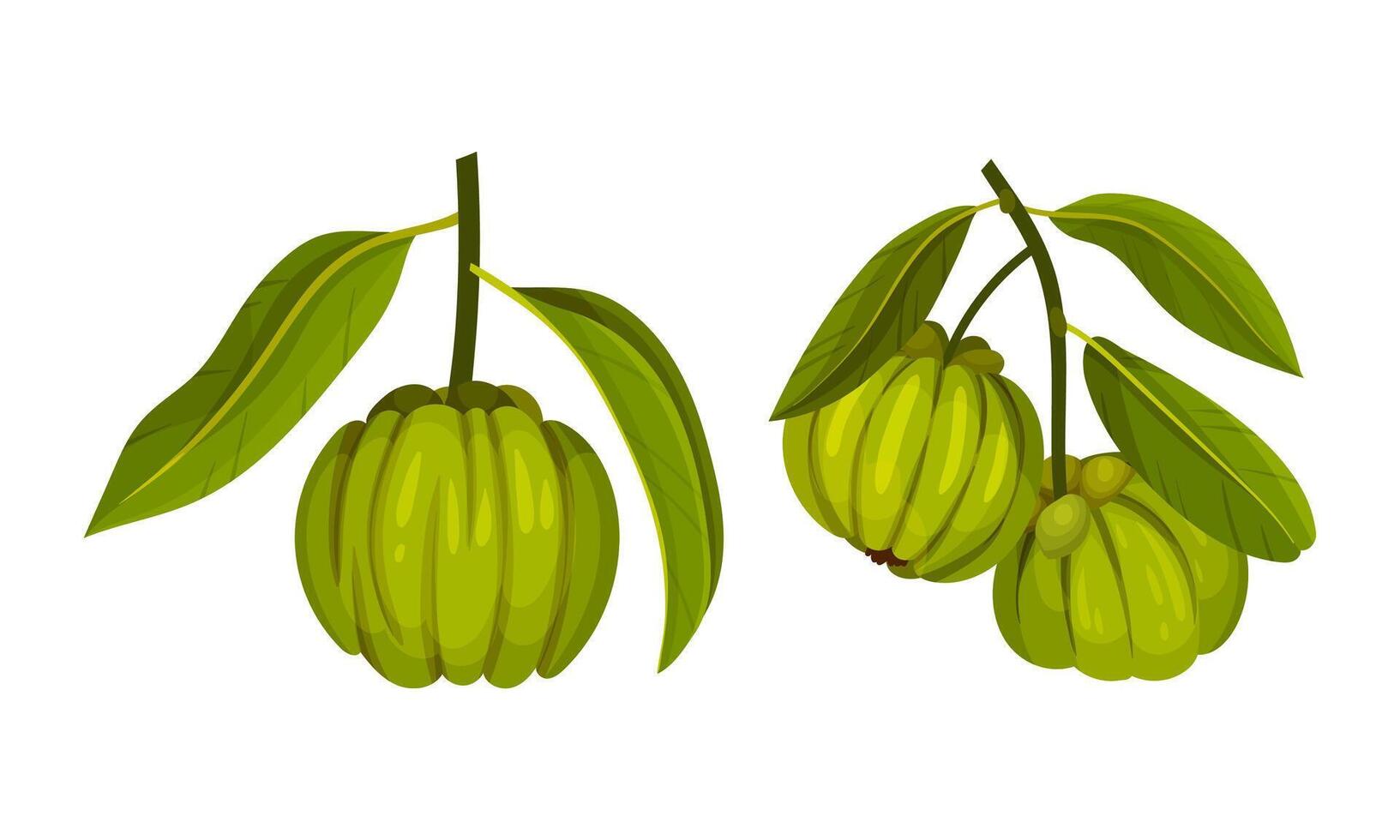 Sweet green exotic tropical fruit with leaves set illustration vector