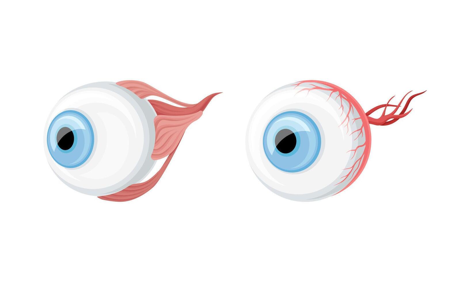 Eye balls donor human organs set cartoon illustration vector