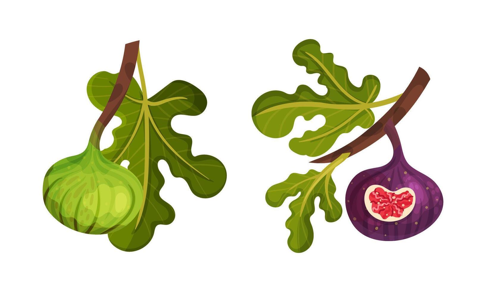 Figs tree branches with green leaves set illustration vector