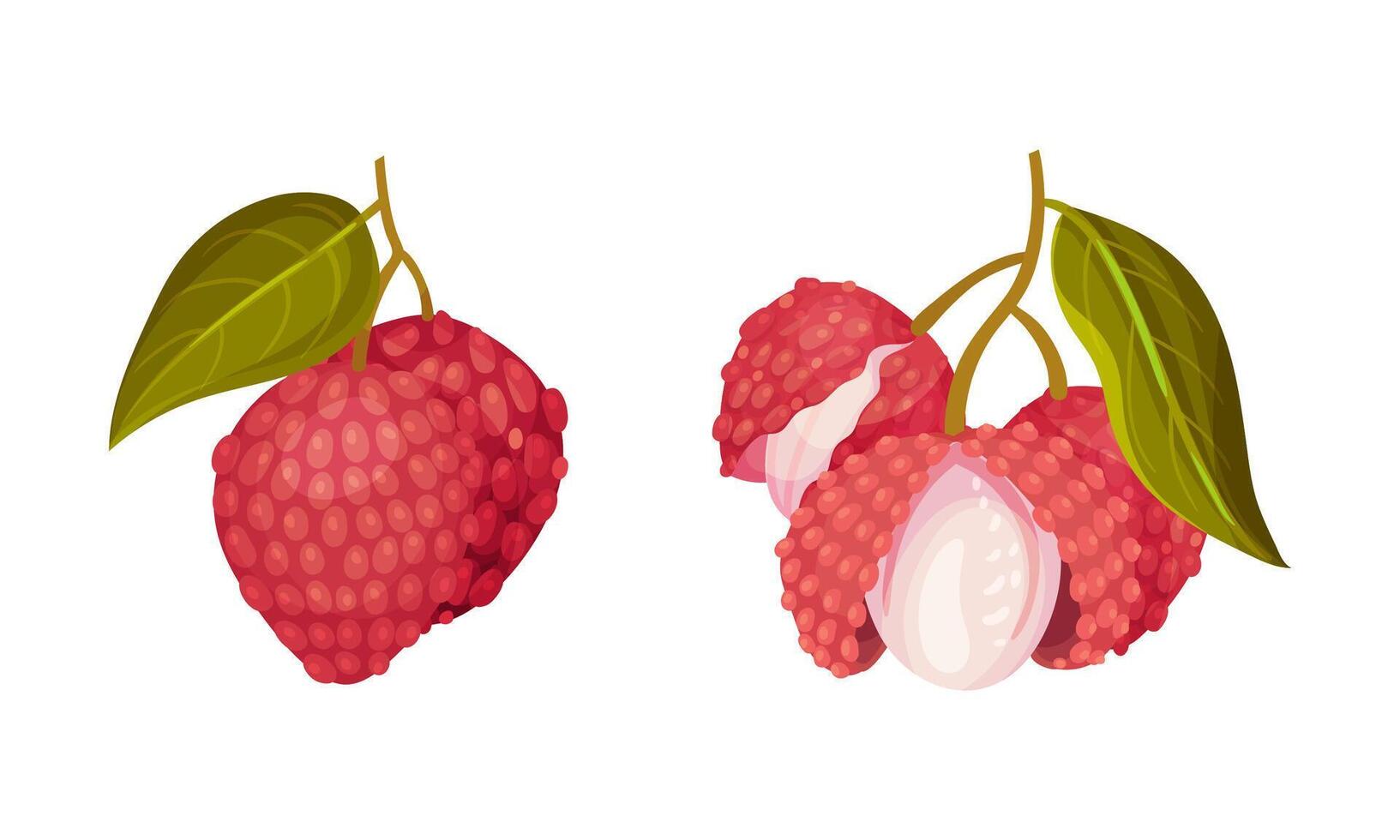 Ripe lychee fruit with leaves set. Whole and peeled fresh tropical fruit illustration vector