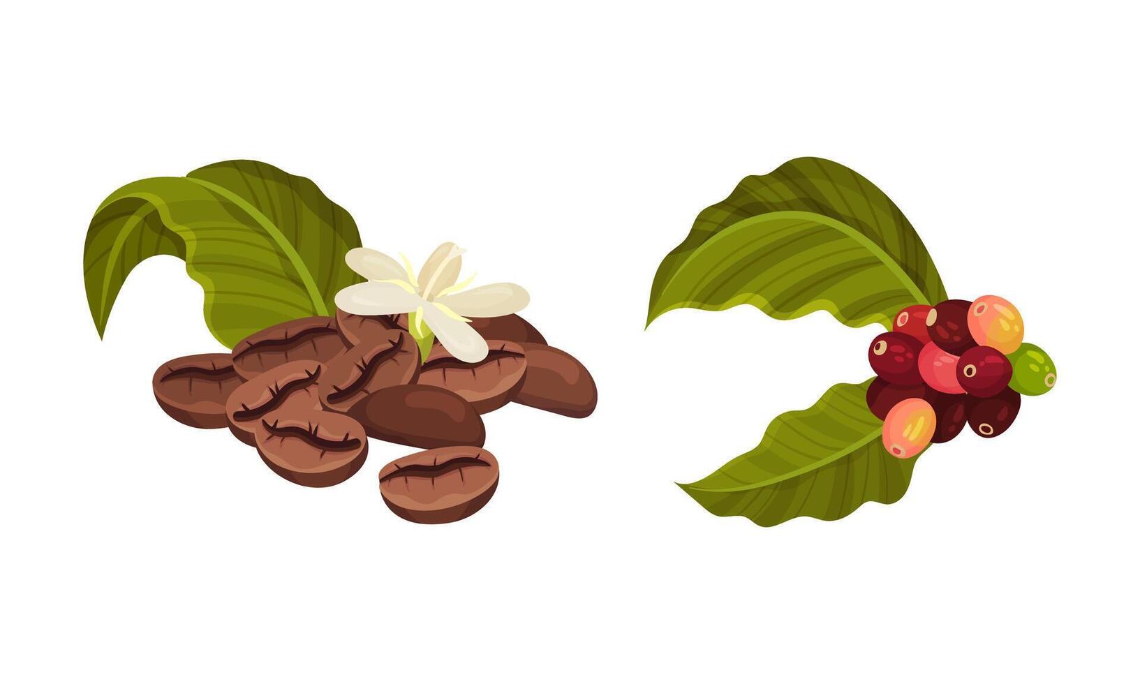 Branches of coffee plant with ripe fruits and beans set illustration vector