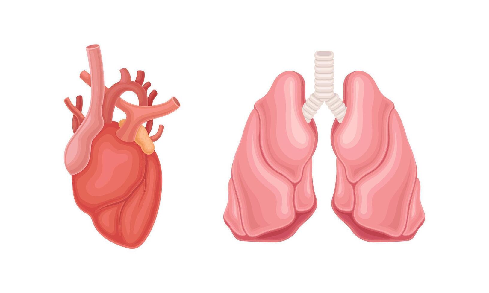 Heart and lungs donor human organs set cartoon illustration vector