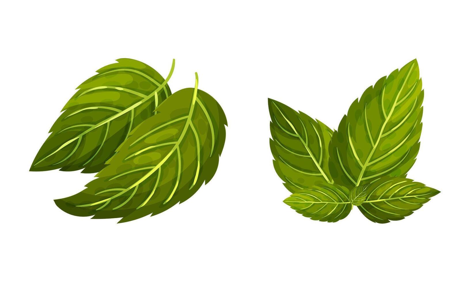 Set of mint green leaves. Peppermint fresh herb illustration vector