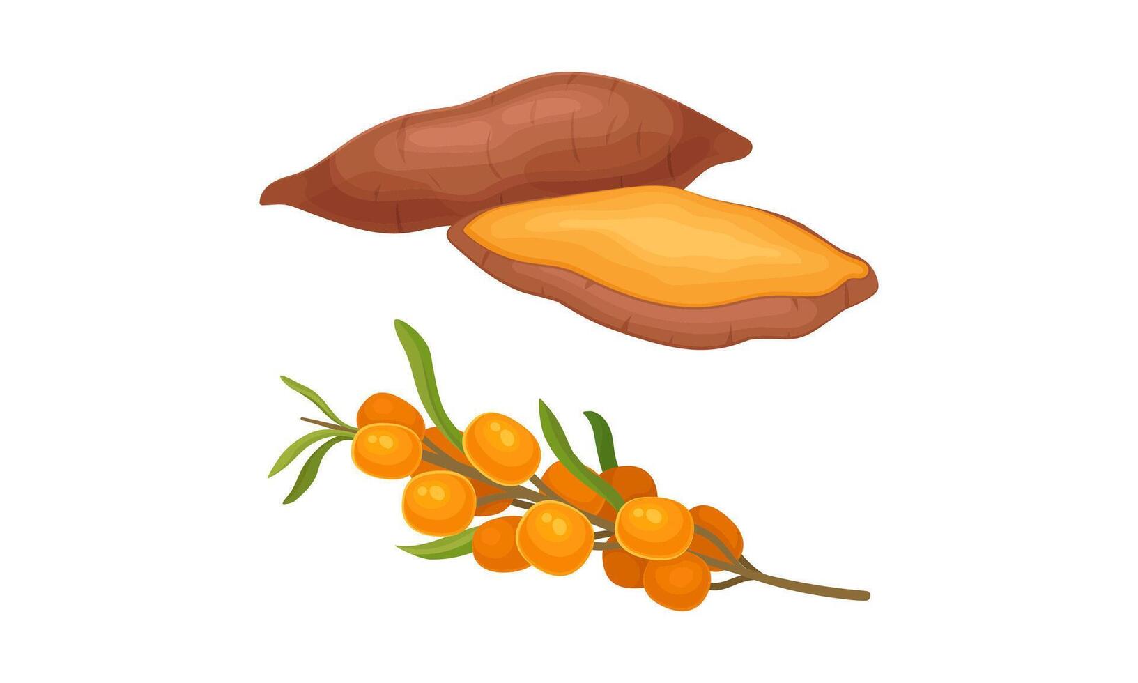 Orange fruit and vegetables set. Fresh ripe sweet potato and sea buckthorn cartoon illustration vector
