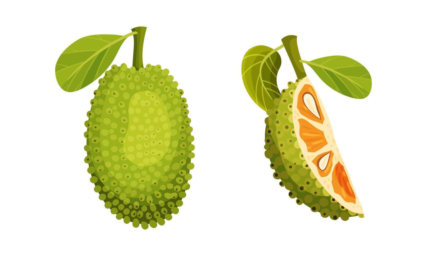 Jackfruit tropical fruit. Whole and quarter of ripe sweet delicious green fruit with seed coat and fibrous core illustration vector