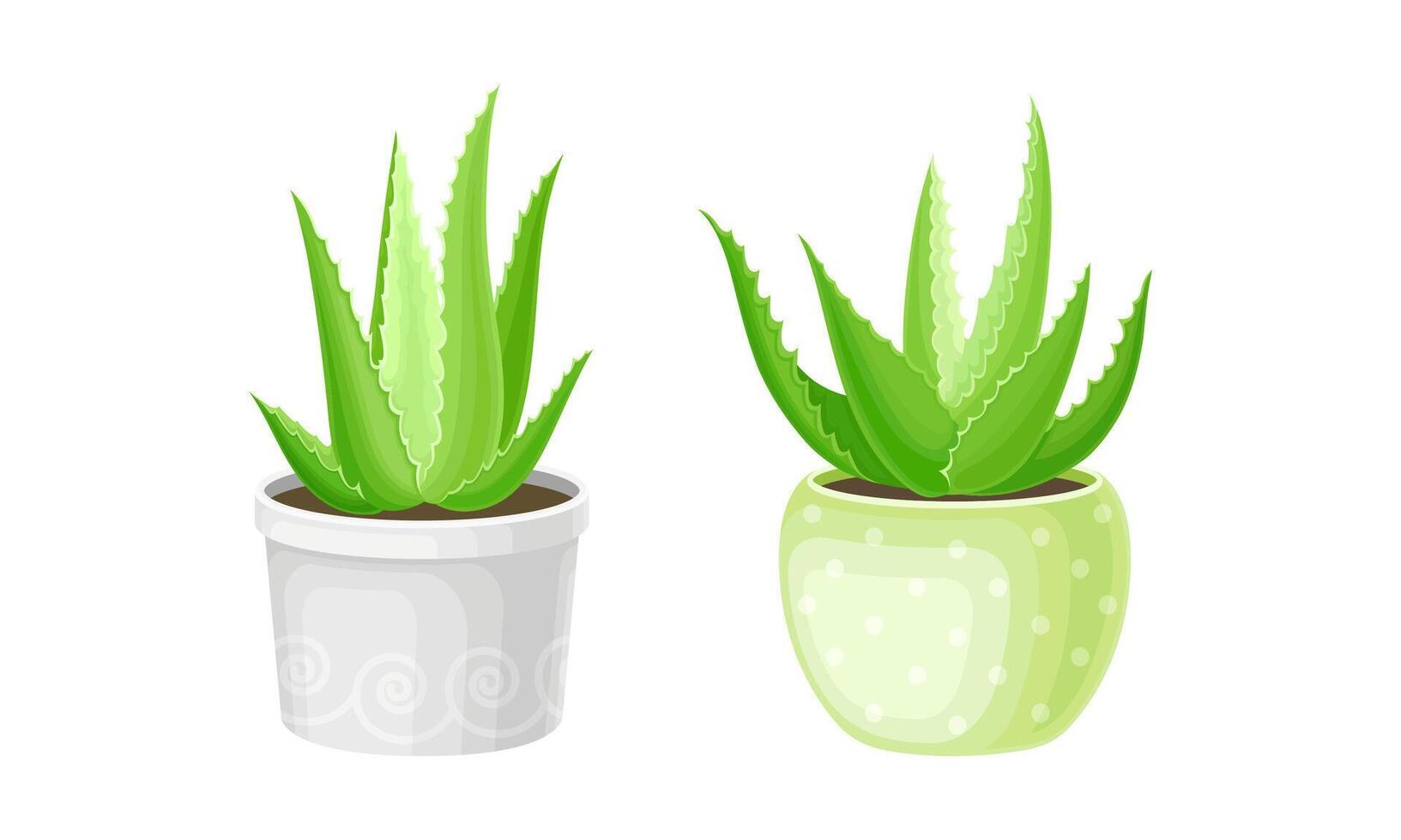 Aloe vera plant in flowerpots set. Organic cosmetic product. Natural medicine plant, cosmetology and pharmacy component illustration vector