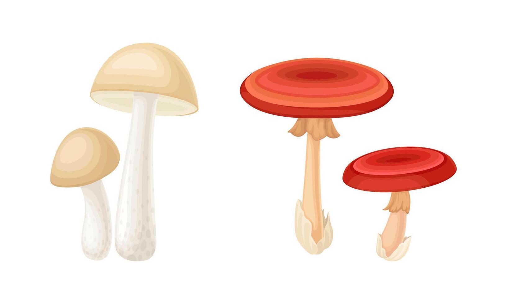 Ediblea and poisonous mushrooms species set illustration on white background vector