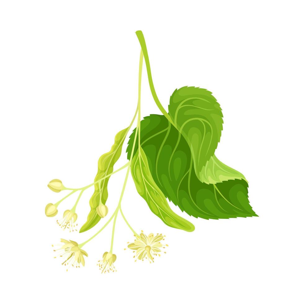 Twig of linden with leaves and flowers. Spring blooming tree branch illustration vector