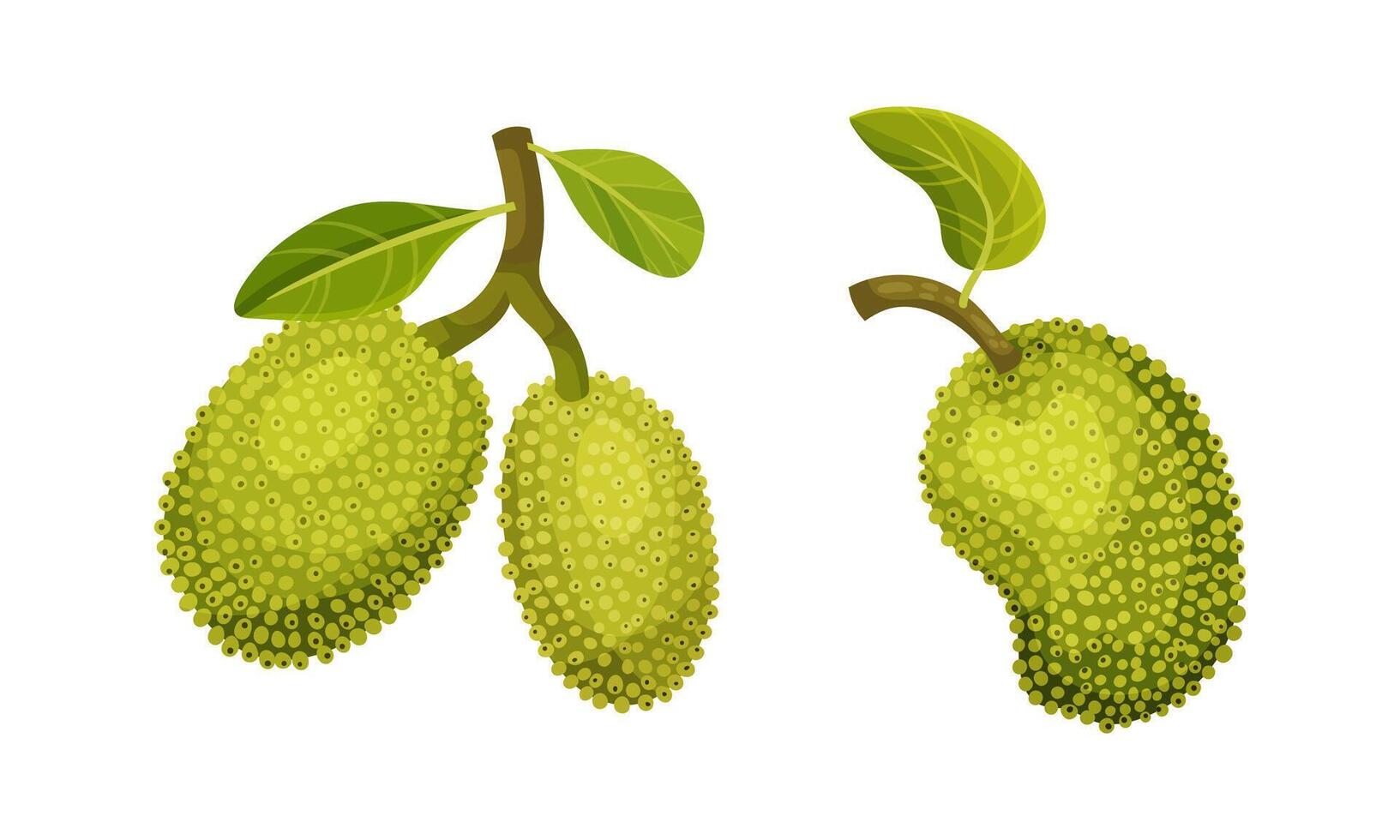 Jackfruit tropical fruit. Whole ripe sweet delicious green fruit illustration vector