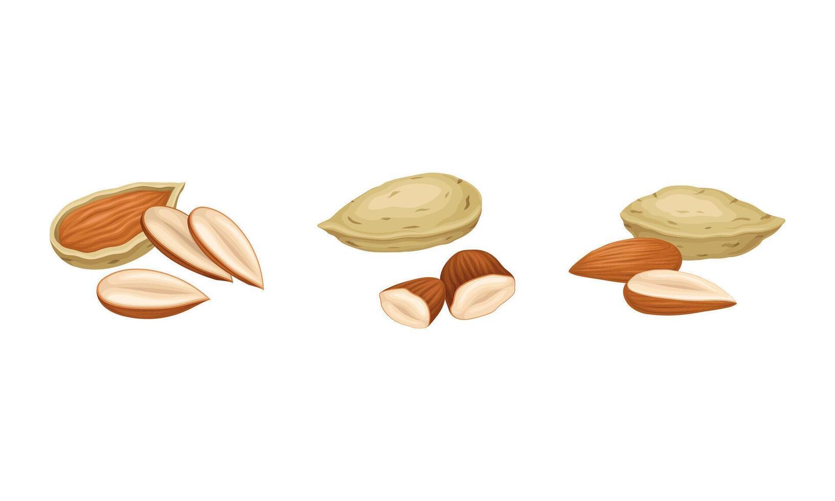 Blanched and Unshelled Almond Nut as Edible Seed Set vector