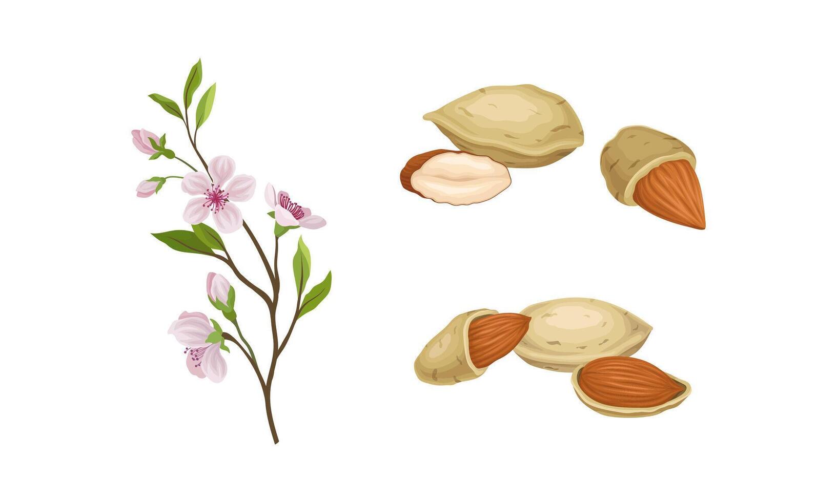 Almond Nut as Edible Seed and Blooming Flowering Plant Branch Set vector