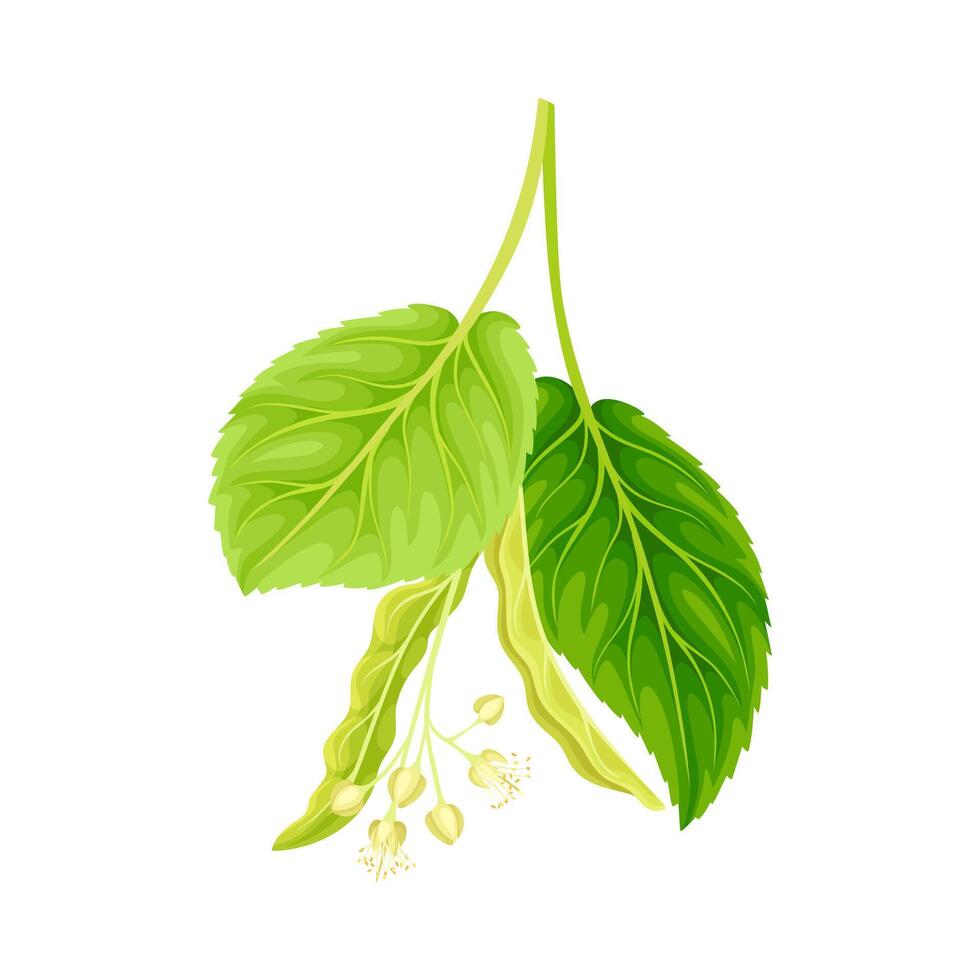Green twig of linden with leaves and flowers. Blooming Tilia Cordata tree branch illustration vector