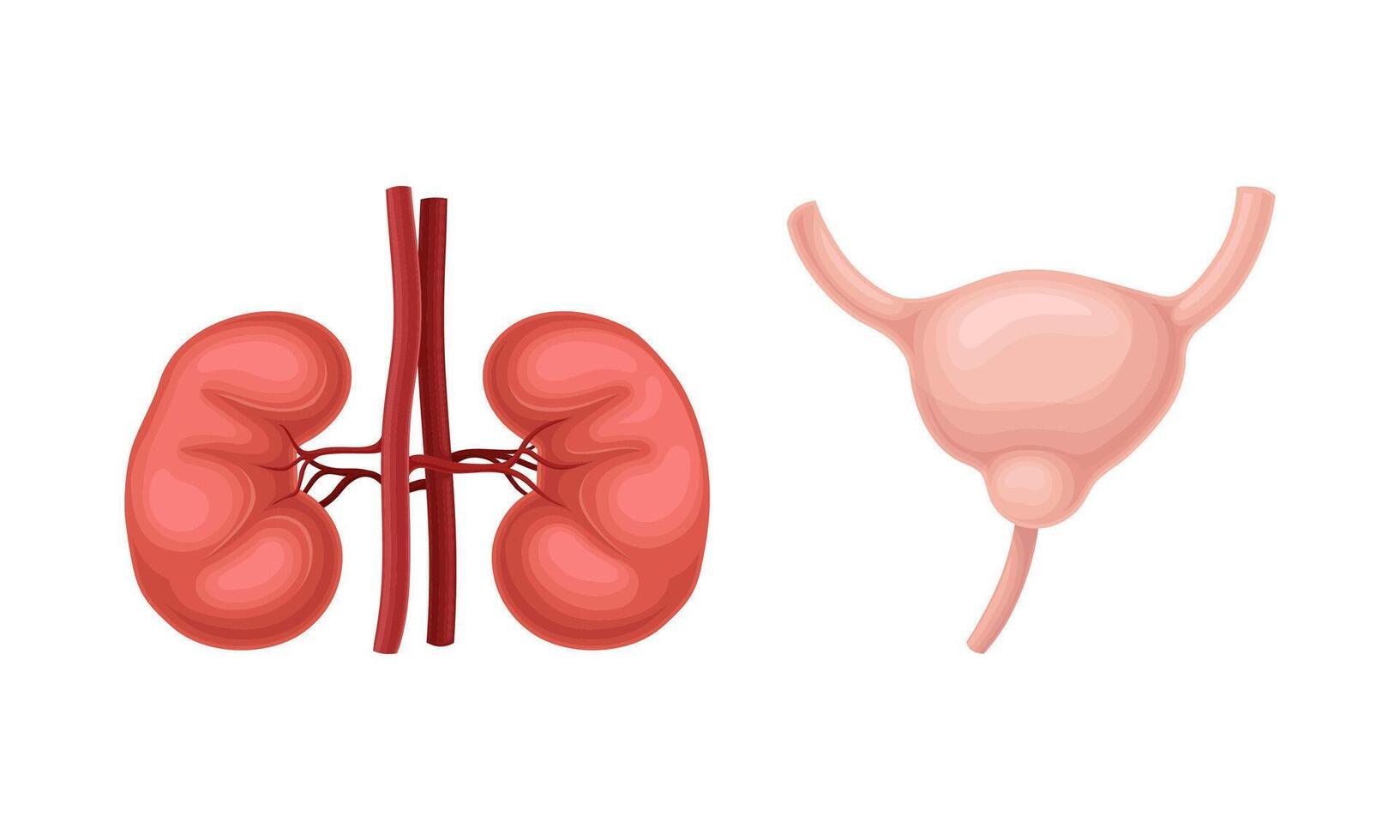 Kidneys and bladder donor human organs set cartoon illustration vector