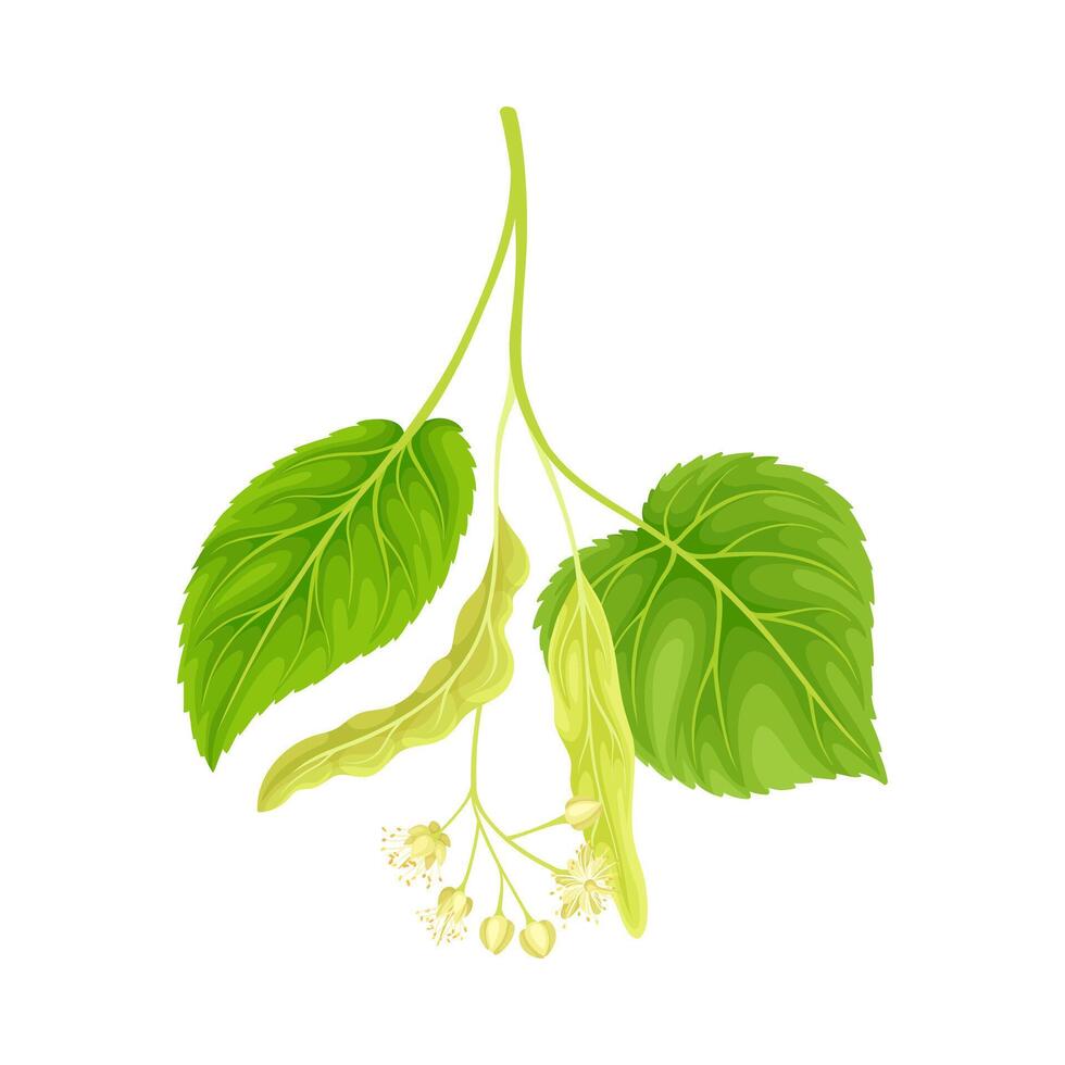 Green twig of linden. Blooming Tilia Cordata tree illustration vector