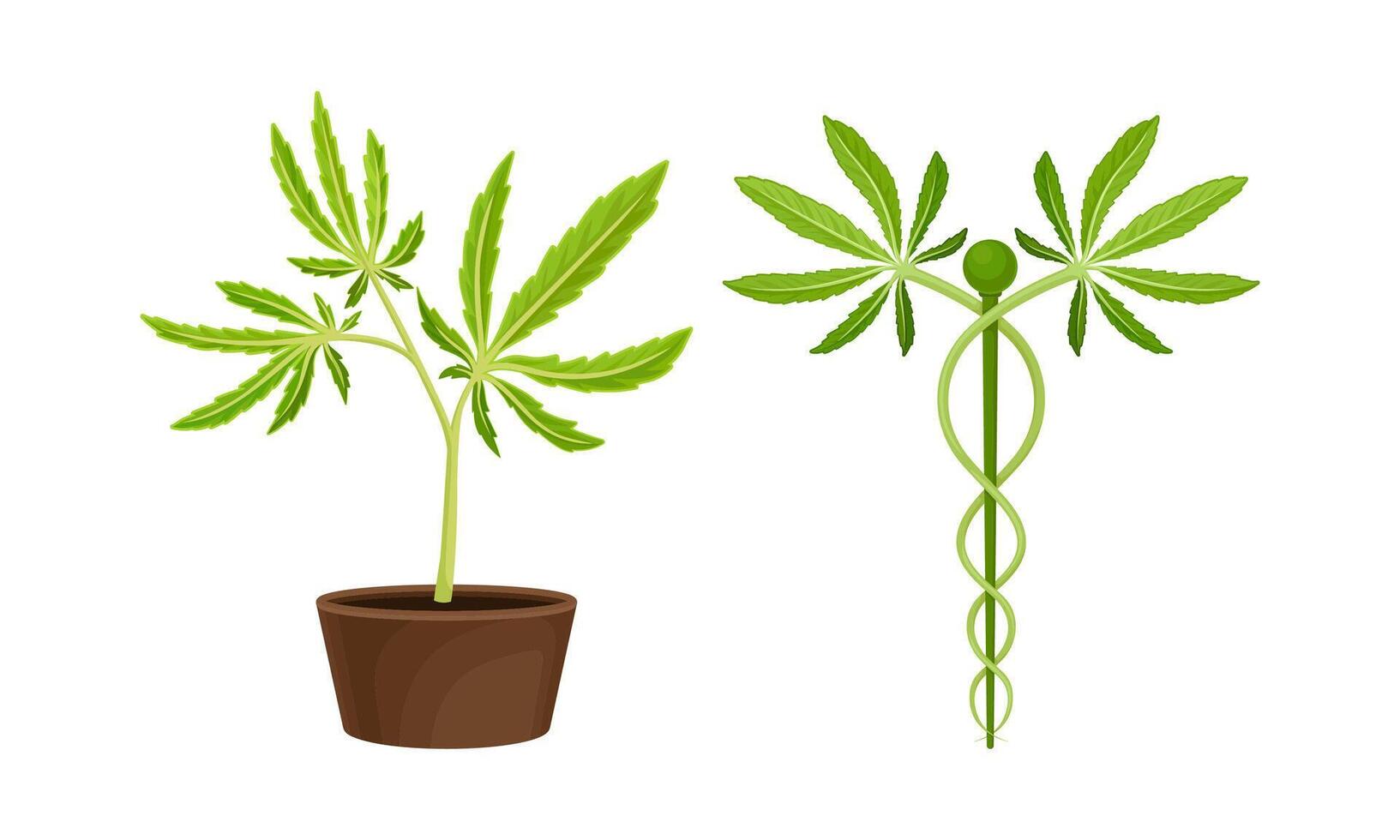 Cannabis Plant Growing in Pot with Serrate Leaflet as Cultivar for Medical Use Set vector