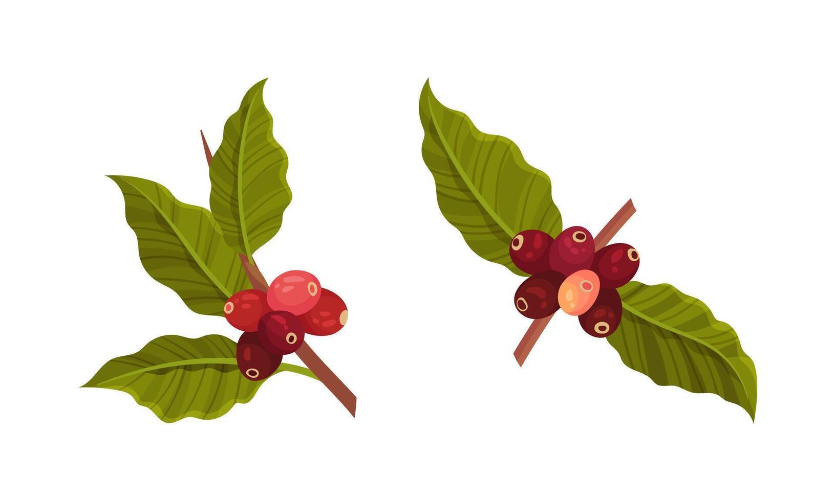 Branches of coffee plant with ripe fruits set illustration vector