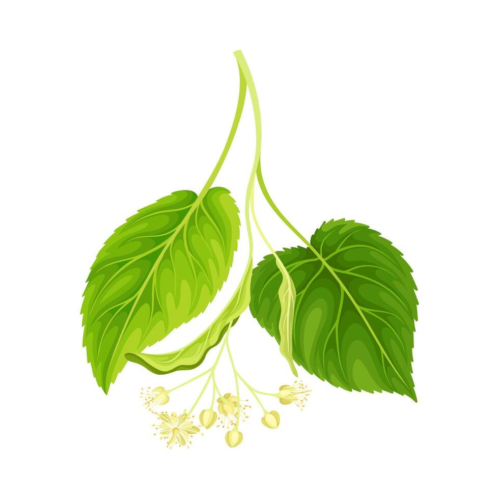 Twig of linden with green leaves and white flowers illustration vector