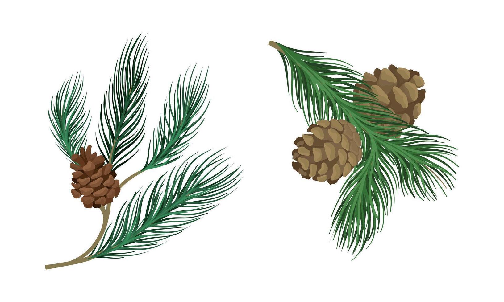 Coniferous Evergreen Tree Branch with Hanging Strobile and Needles Set vector