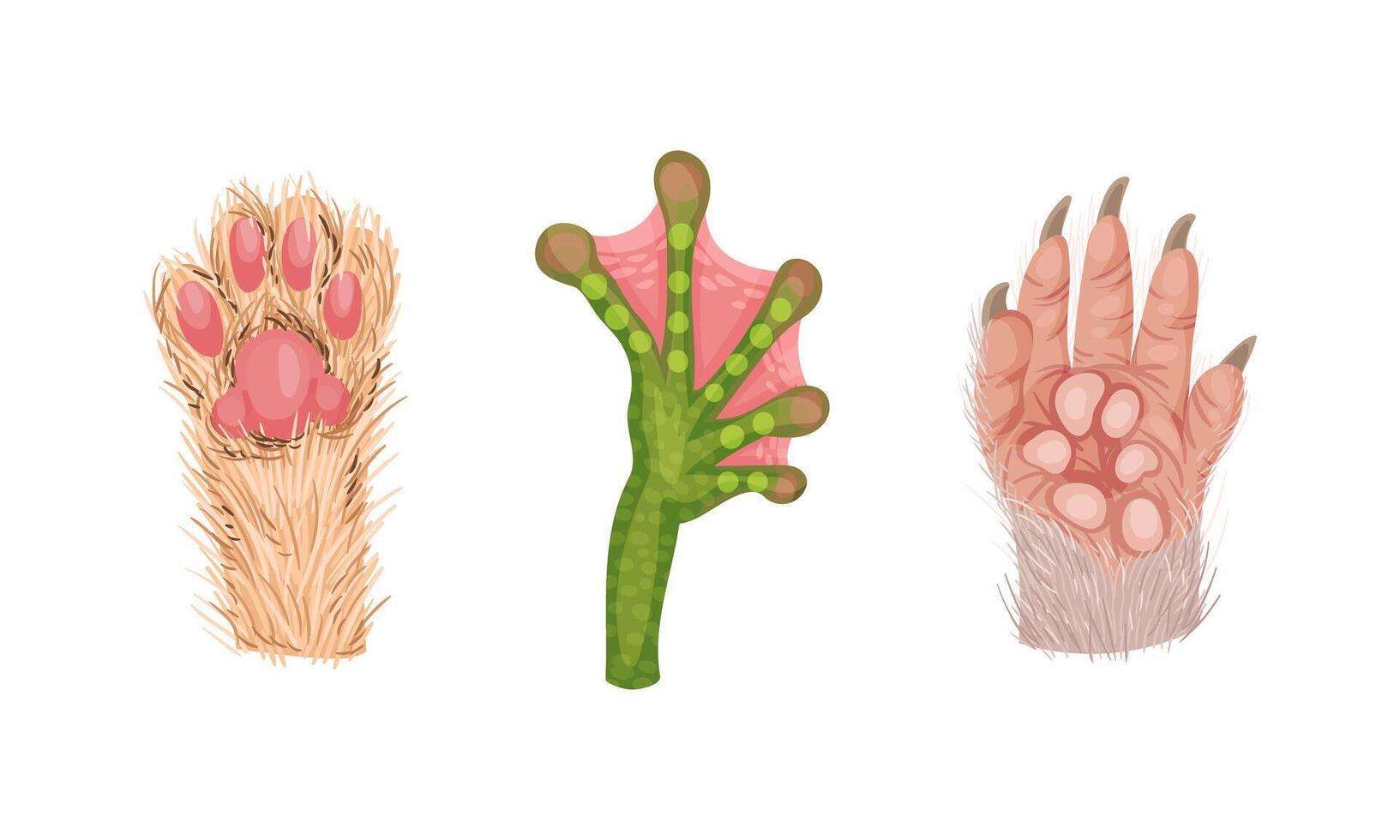 Animal Limb with Primate Hairy Paw and Cat Foot Set vector