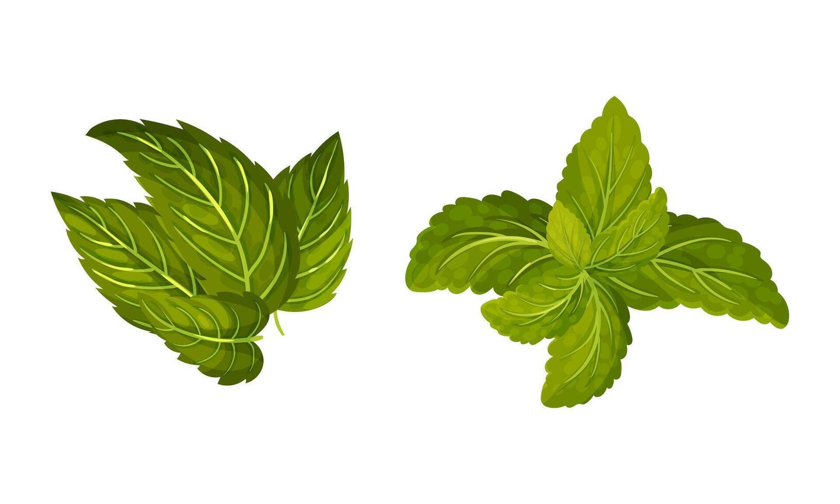 Fresh mint green leaves set. Spearmint, peppermint herbal plant illustration vector