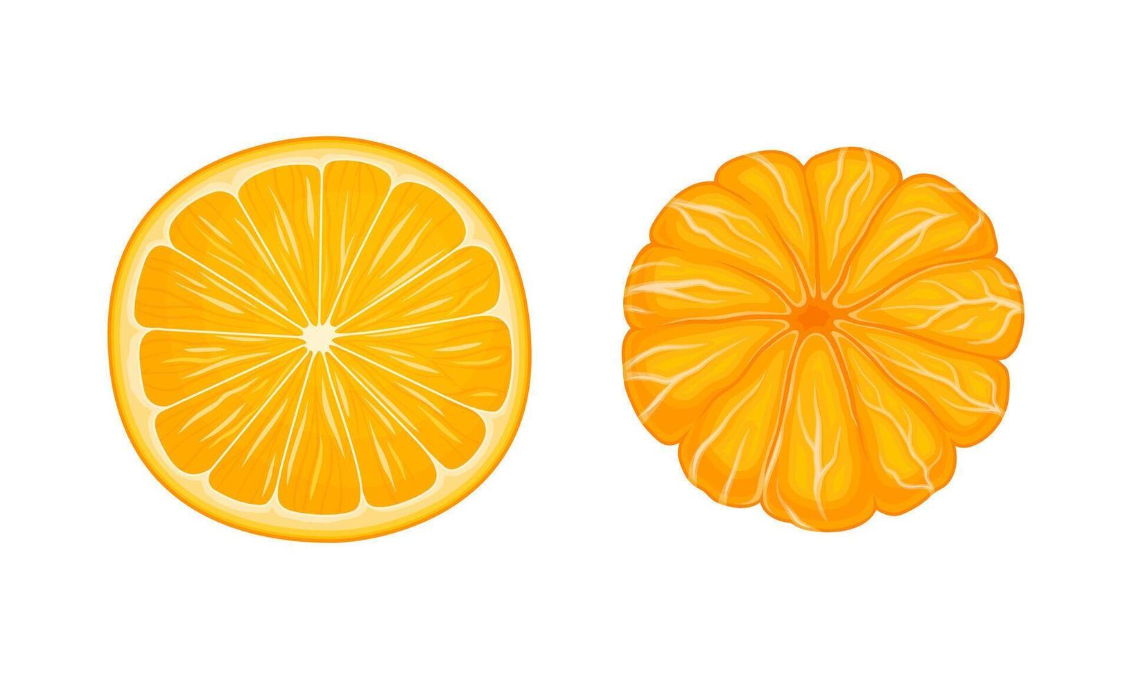 Fresh ripe mandarins set. Unpeeled and sliced ripe tropical fruits illustration vector