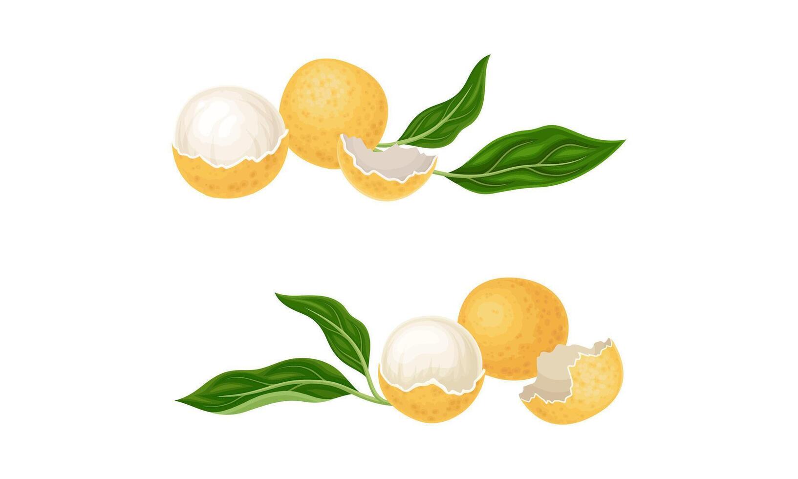 Fresh ripe longan fruits and leaves set illustration vector