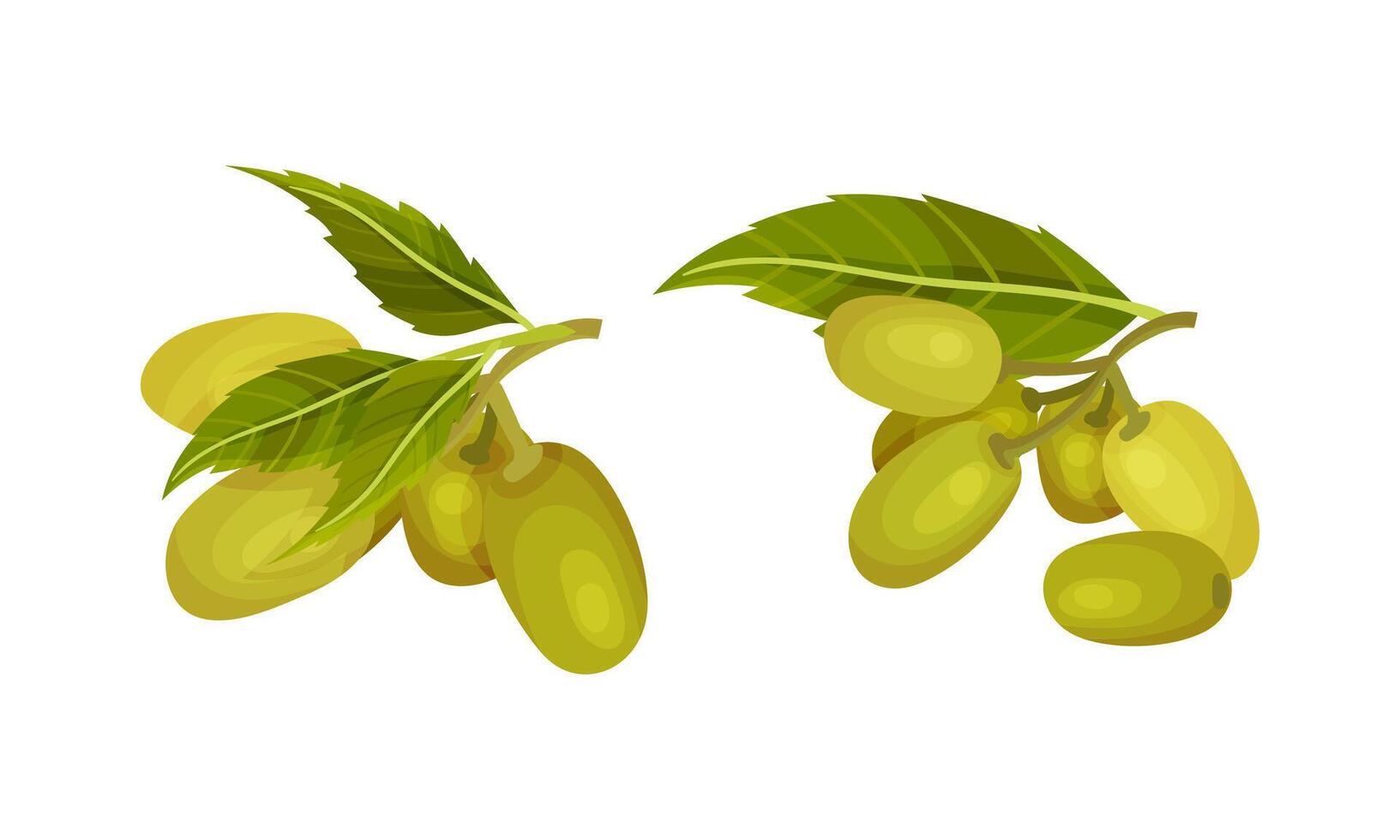 Set of fresh green olivesl. Organic product, healthy diet illustration vector