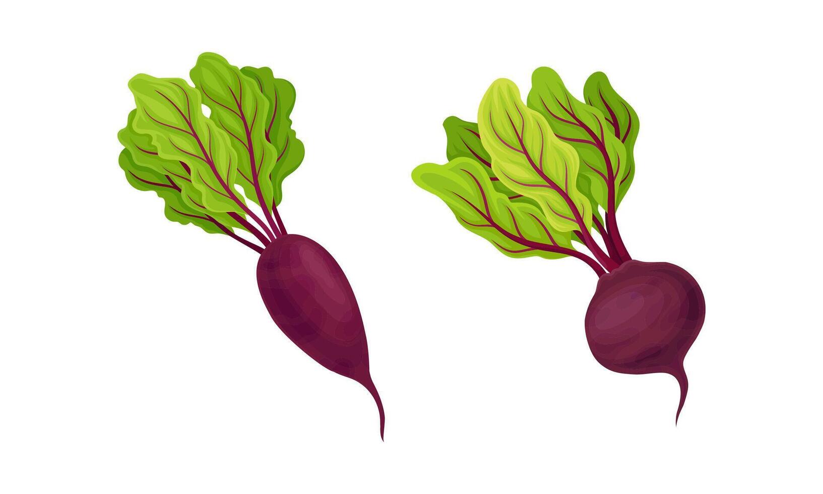 Beetroot or Garden Beet with Top Leaves Set vector