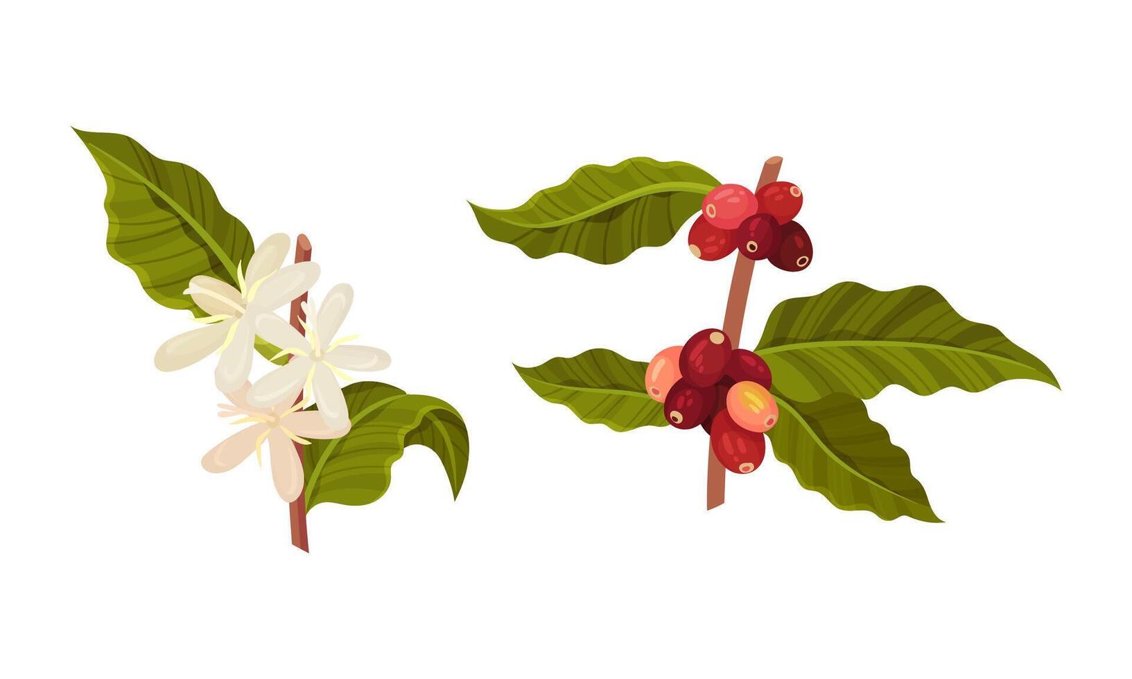 Branches of coffee plant with flowers and ripe fruits set illustration vector