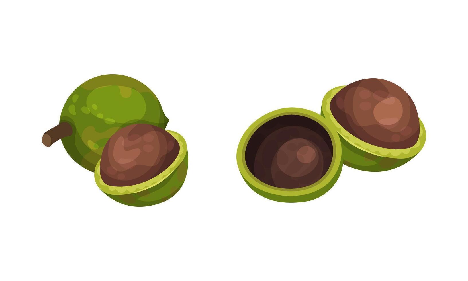 Macadamia with green husk and leaves set. Unpeeled kernels, organic natural healthy product illustration vector