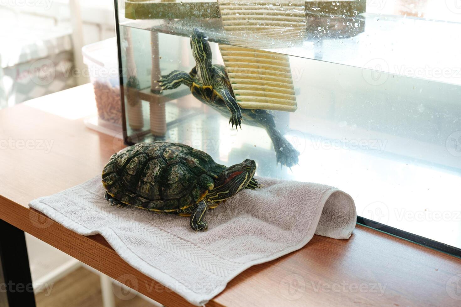Turtles enjoying a sunny day by their aquarium with basking area on a wooden table photo