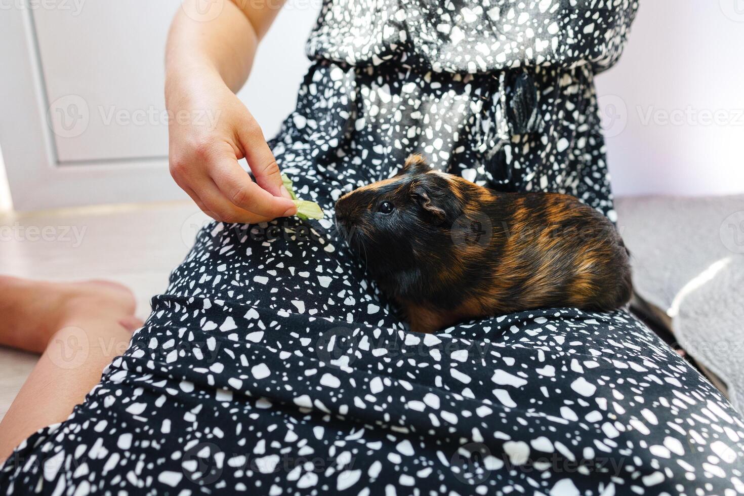 Person feeds a guinea pig while sitting on the floor in a cozy indoor setting during the day with natural light photo