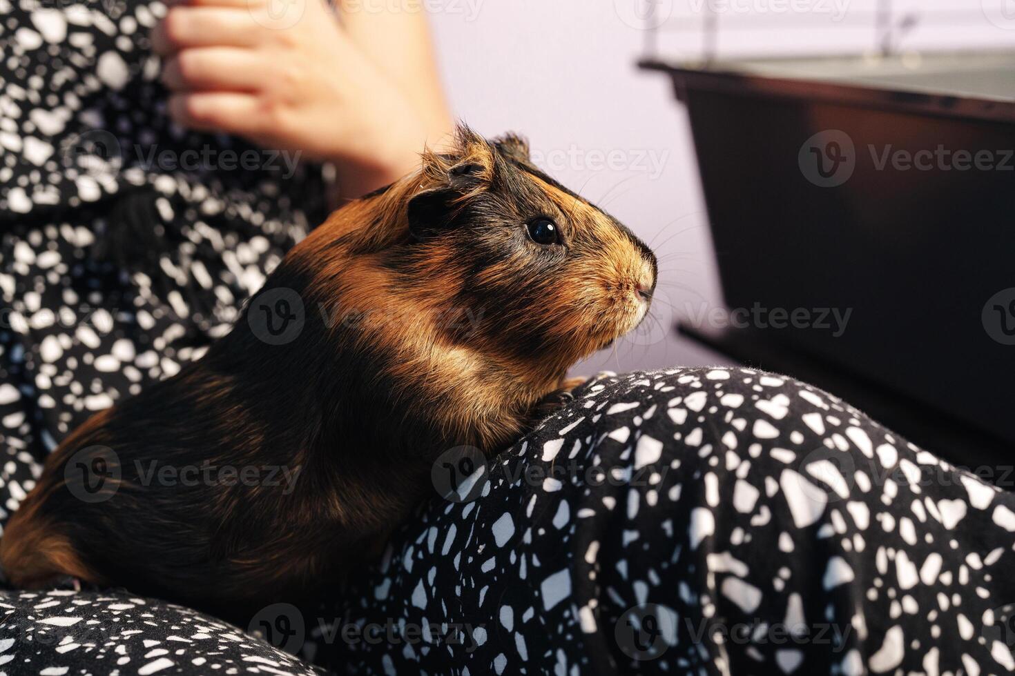 Close-up of a guinea pig sitting on a person lap while relaxing in a cozy living room setting photo
