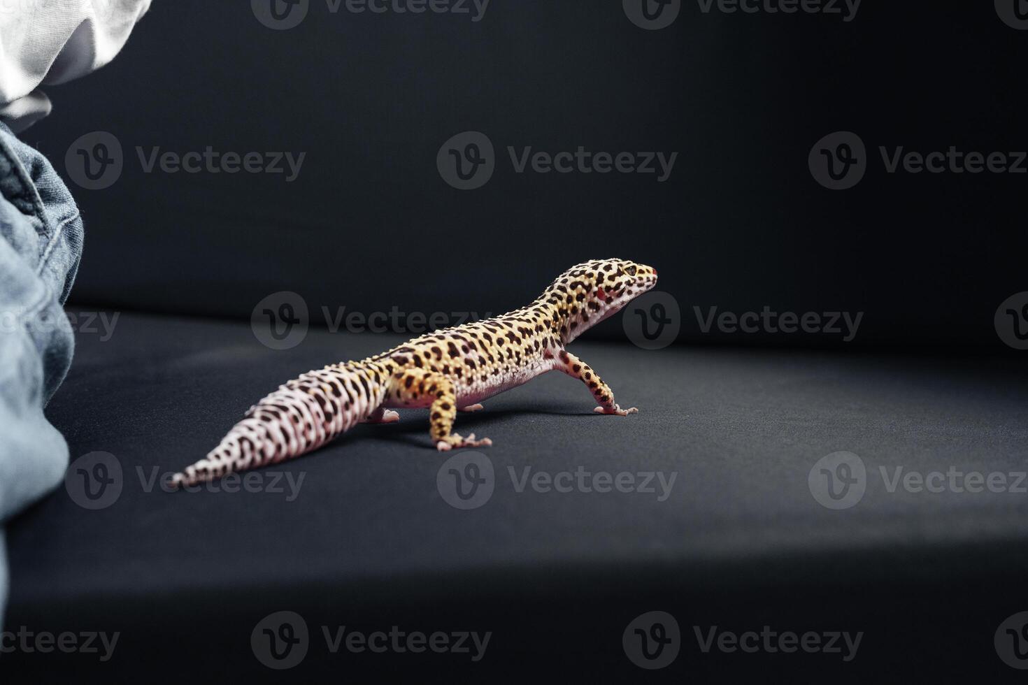 Leopard gecko exploring a dark surface next to relaxed human clothing in a cozy indoor setting photo