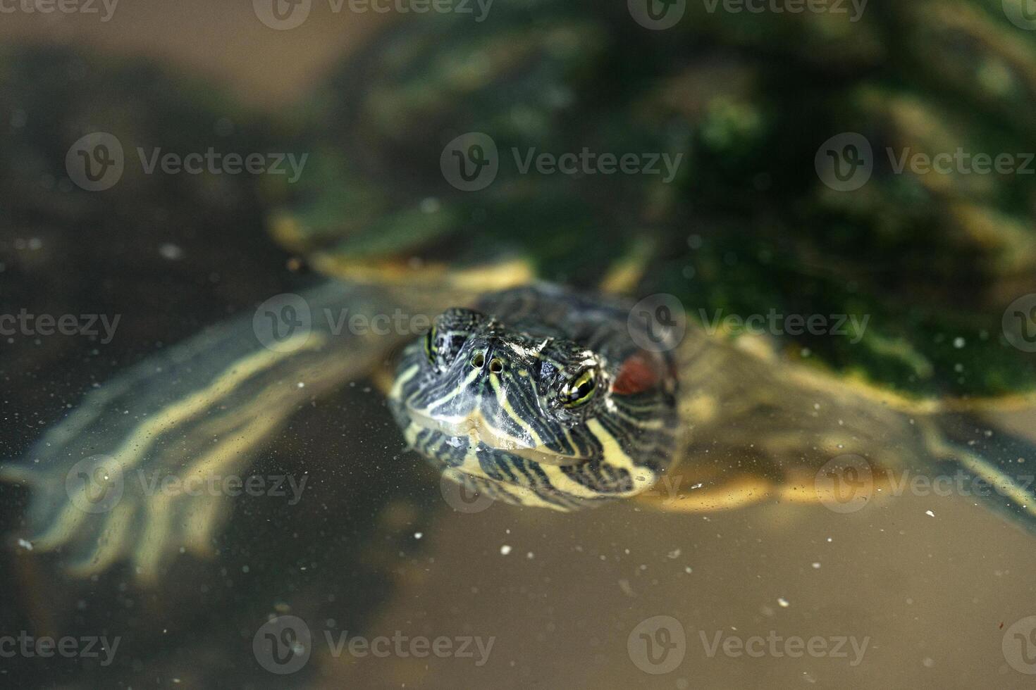 Turtle swims gracefully in clear water amid soft green vegetation during a tranquil day in nature photo