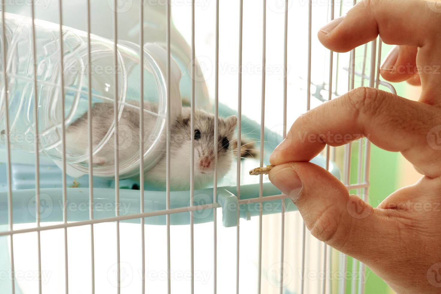 Small hamster enjoys a treat from a careful hand while resting in a cozy cage on a sunny afternoon photo