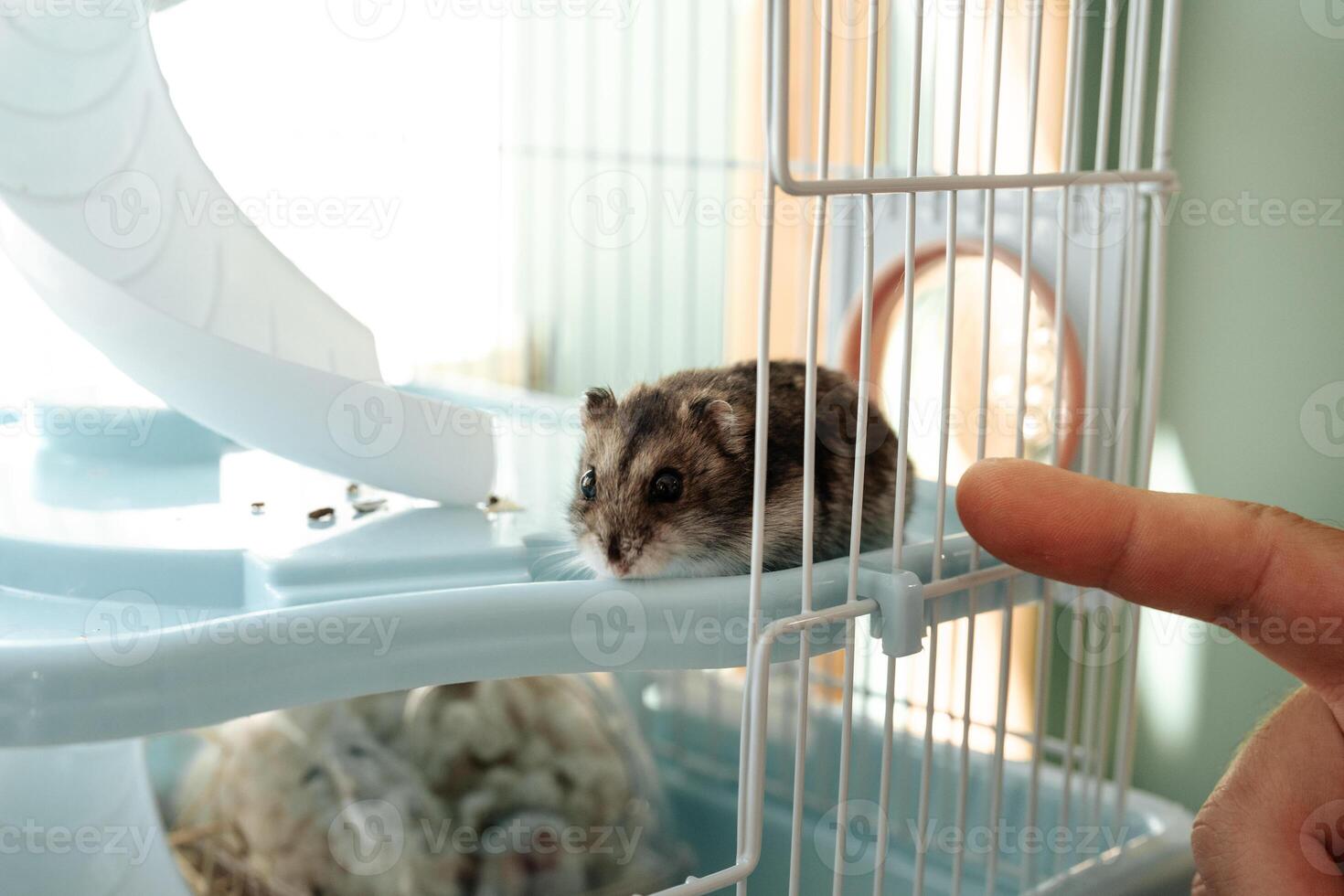 Hamster explores its cage while a hand reaches out for interaction in a cozy indoor setting photo