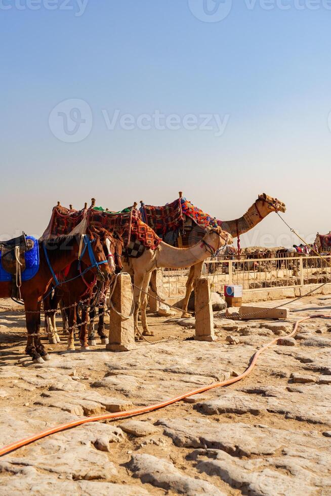 Camels and horses rest in the desert heat at a stable near sandy dunes during midday photo