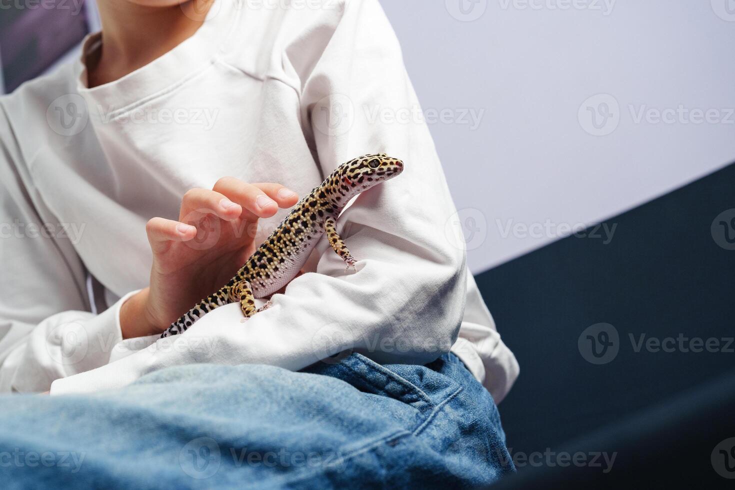 Child interacts with a leopard gecko indoors while dressed casually in a cozy setting photo