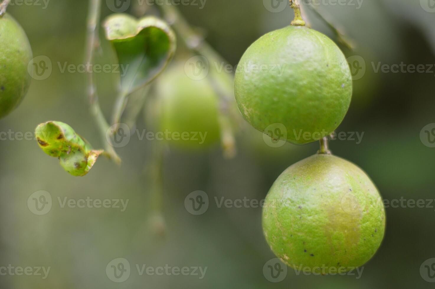 Close Up of Fresh Green Limes Hanging on a Tree Branch in Natural Garden Setting photo