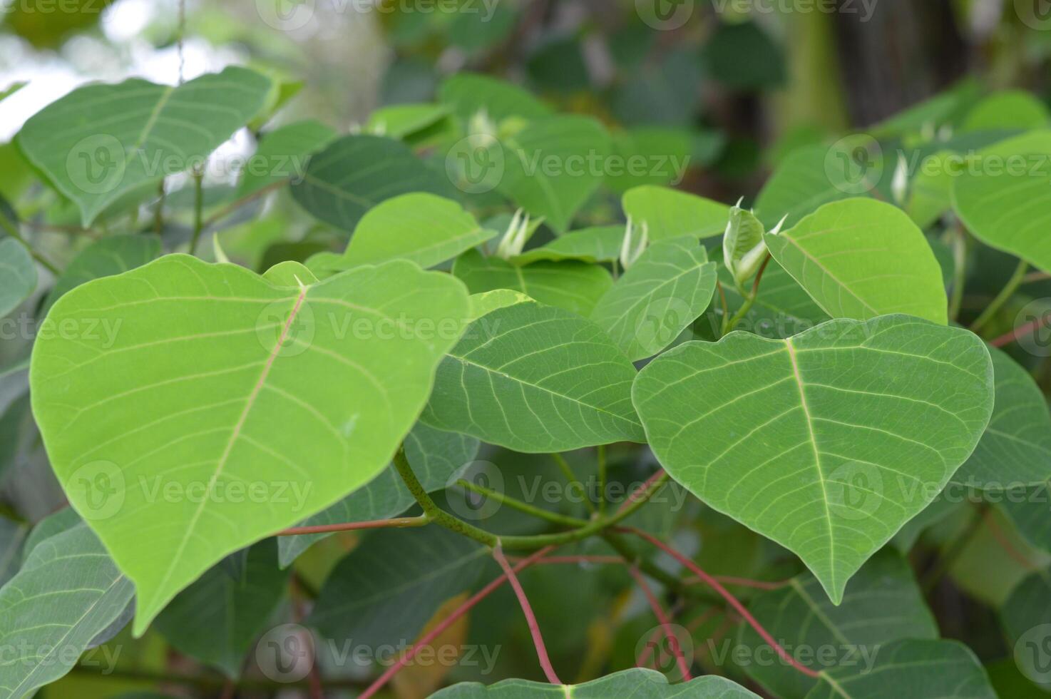 Close up of heart shaped leaves from Bleeding Heart Tree, a fast growing native with striking red veins. Ideal for botanical, reforestation, and eco themed visuals photo