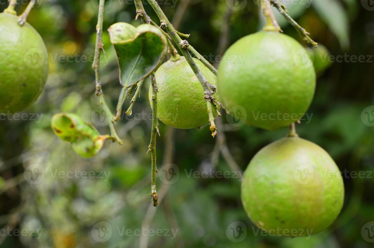 Macro shot of two unripe green limes on a tree branch in a tropical garden, with smooth skin and soft focus green background under natural light. photo