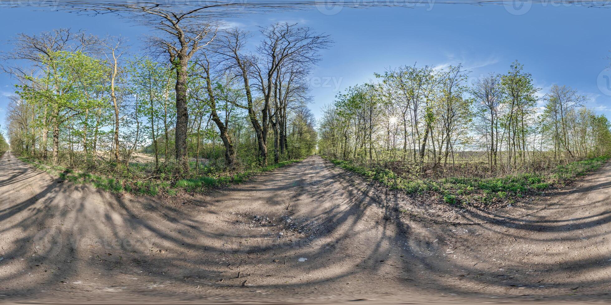 360 hdri panorama on gravel road among old poplar grove with gnarled branches in autumn forest or alley in sunny evening in equirectangular spherical seamless projection. VR AR content photo