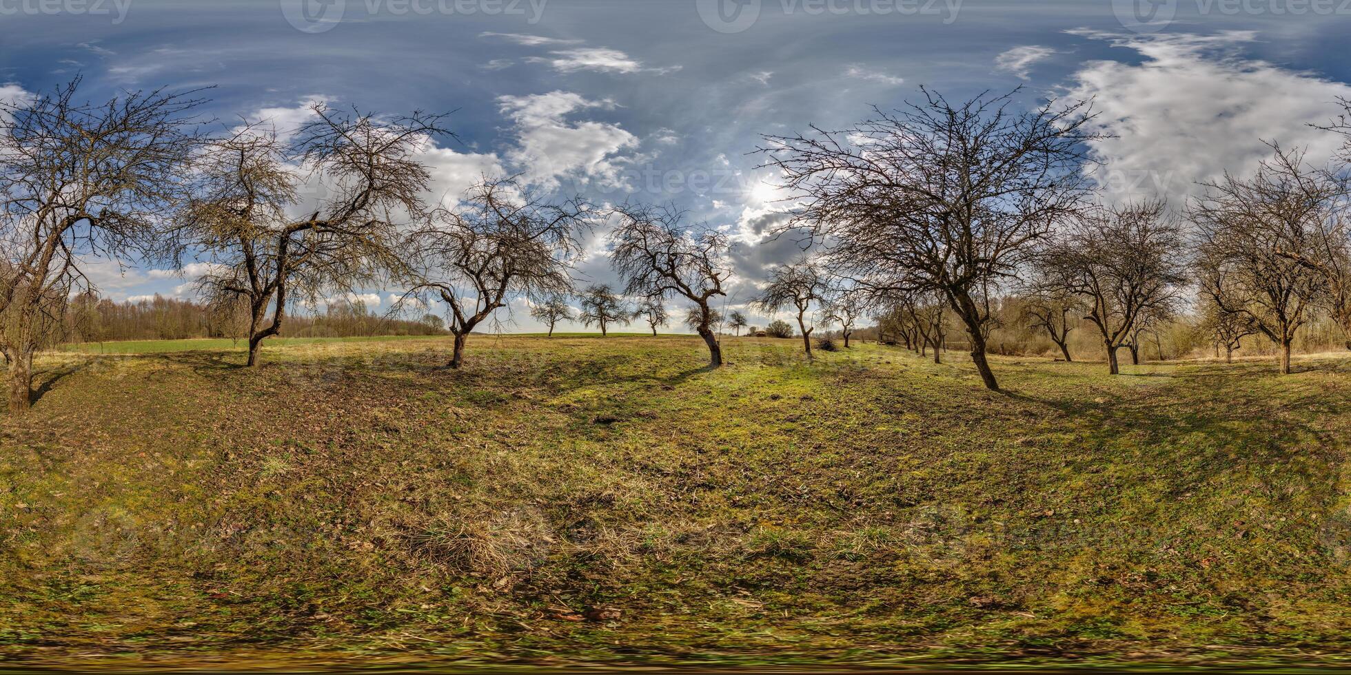 360 hdri in apple garden orchard with clumsy and gnarled branches in equirectangular seamless spherical projection photo