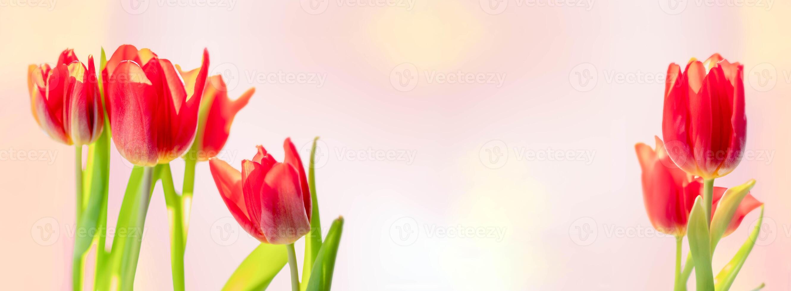 Holiday floral banner Red tulips on pastel pink backdrop with bokeh effect Greeting card Copy space photo