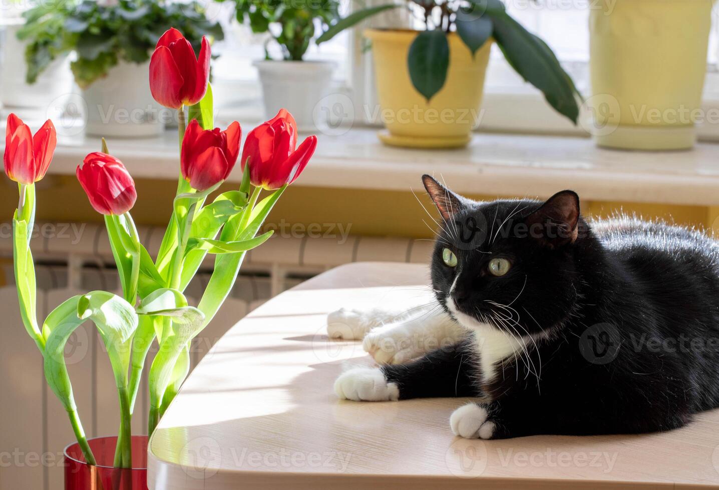 Black and white cat lying on a wooden table beside a vase of tulips in sunlight. photo